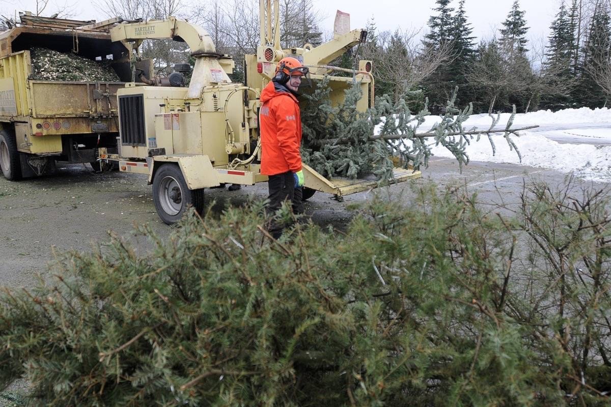 Ridge Meadows SAR chipping Christmas trees Maple RidgePitt Meadows News