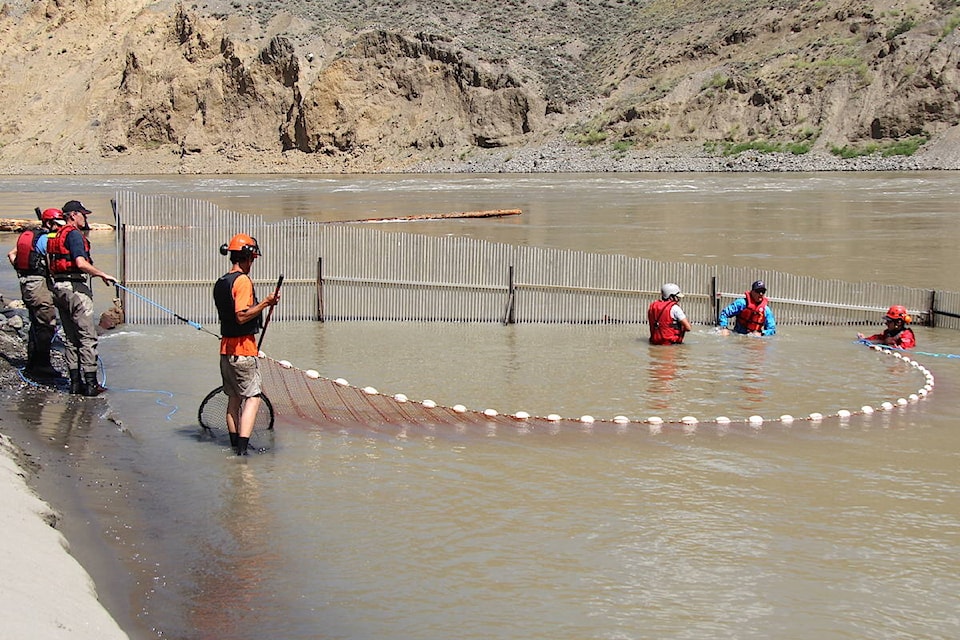 20444446_web1_Big-Bar-seining-salmon