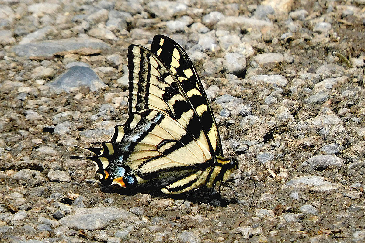 21903481_web1_200619-MRN-WildlifePhotoContest-Butterfly_1