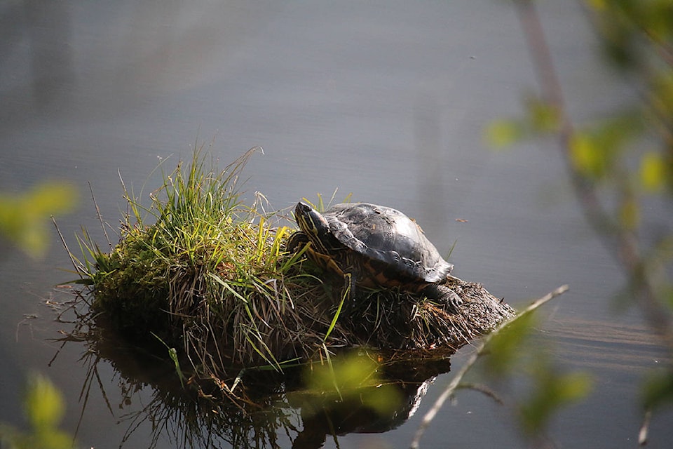 23242407_web1_201105-MRN-LENSParrishGeese-Turtle_1