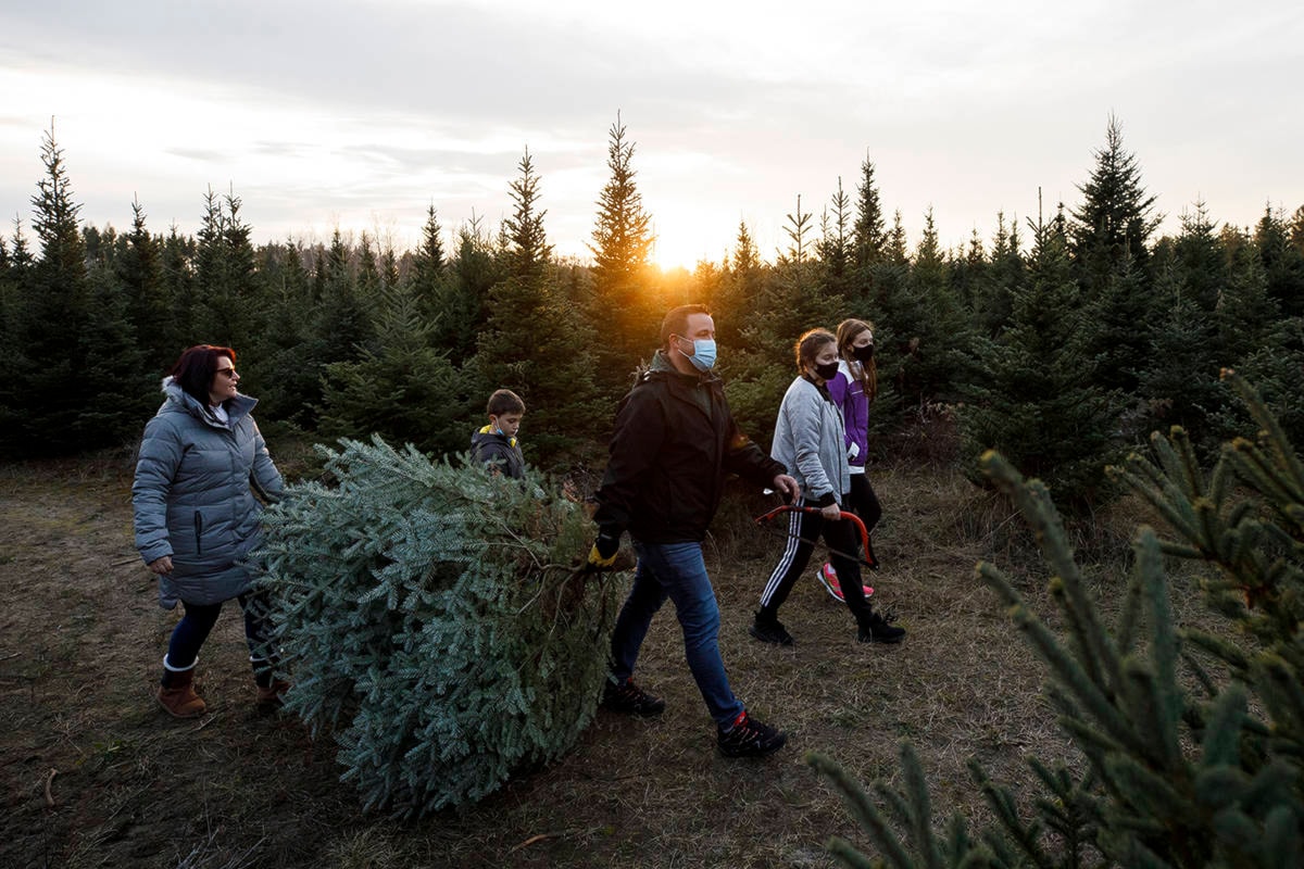 ‘Everyone wants a tree and they want it now’ Christmas tree sales on