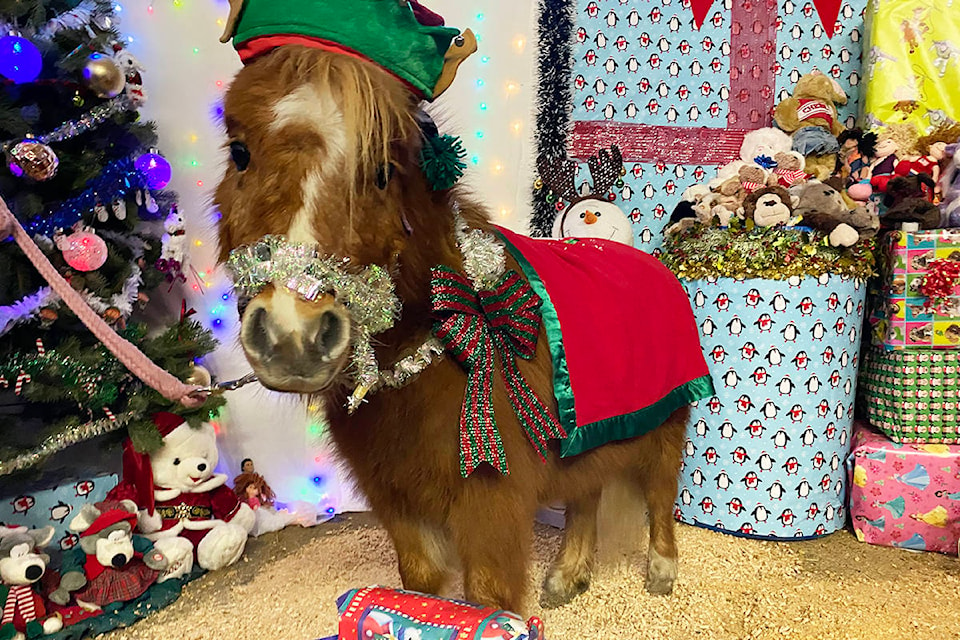 Jonny is one of the ponies visitors can take a picture with at Harlequin Stables. (Special to The News)