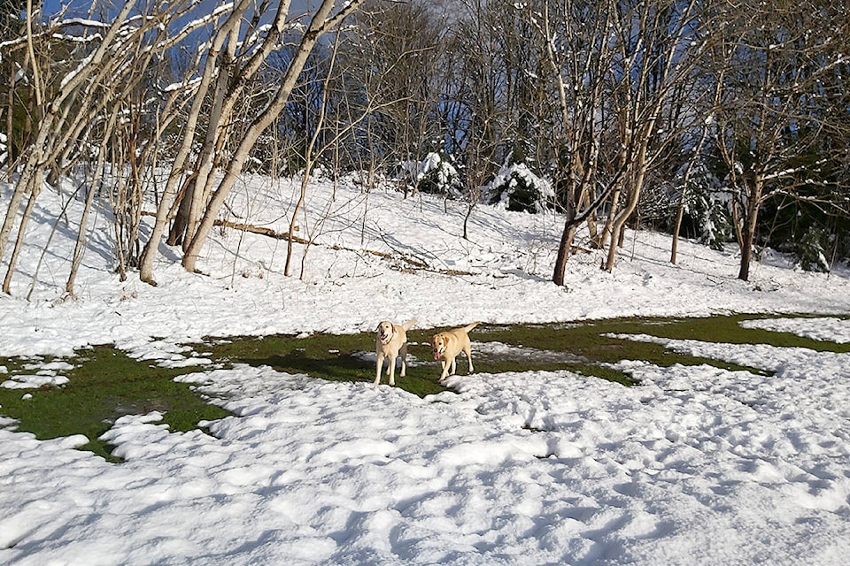 23742633_web1_201223-MRN-LENSSheaRuskin-dogs_1