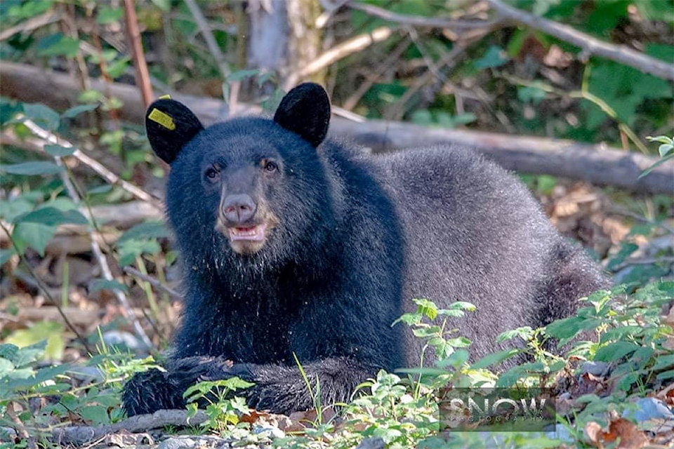 23831632_web1_201008-CPL-Bears-Vedder-Again-Chilliwack_2