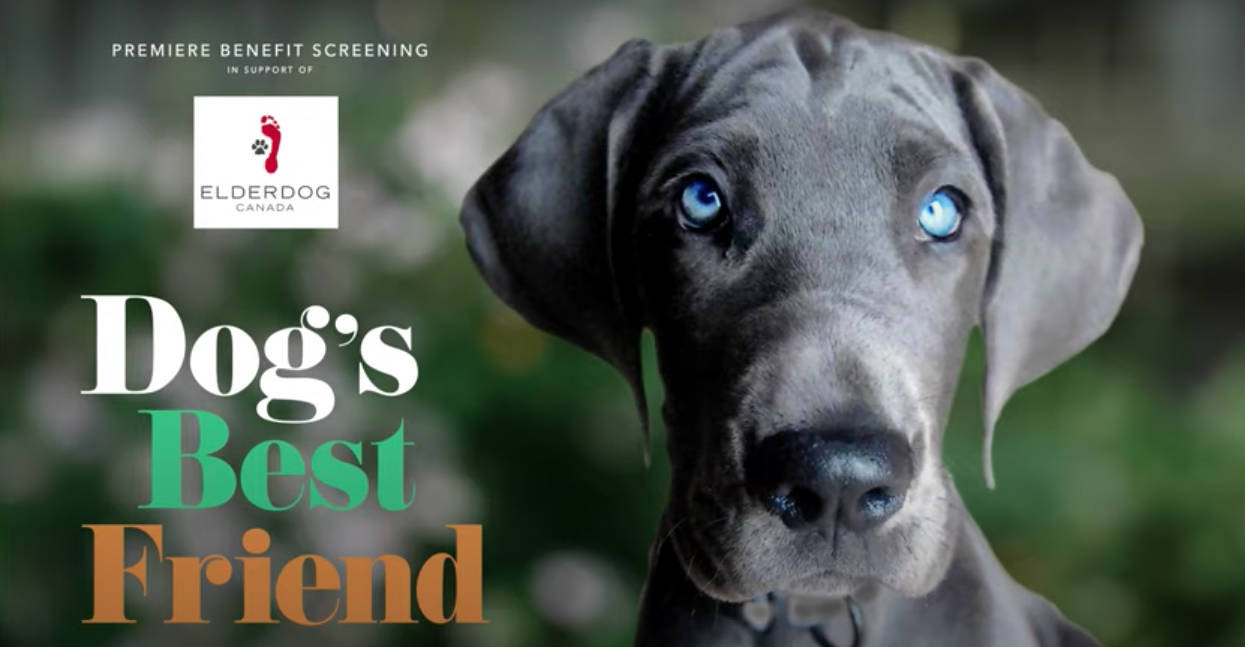 Non profit pet care cheap