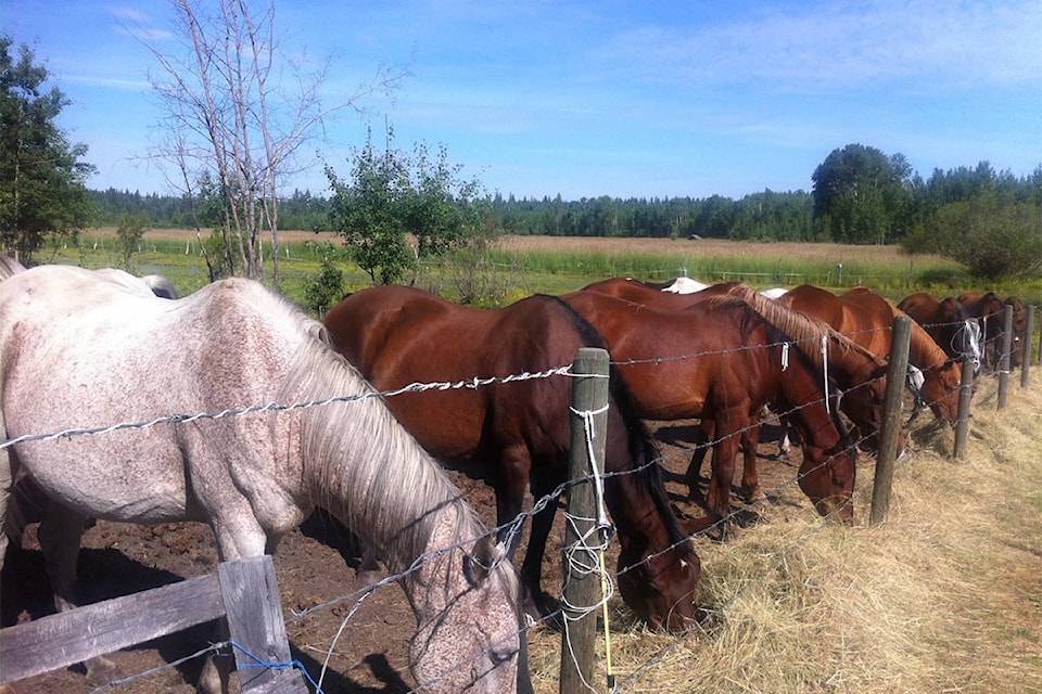 Dan Franklin was planning to work as a horse therapist in his semi-retirement. (Photo submitted)