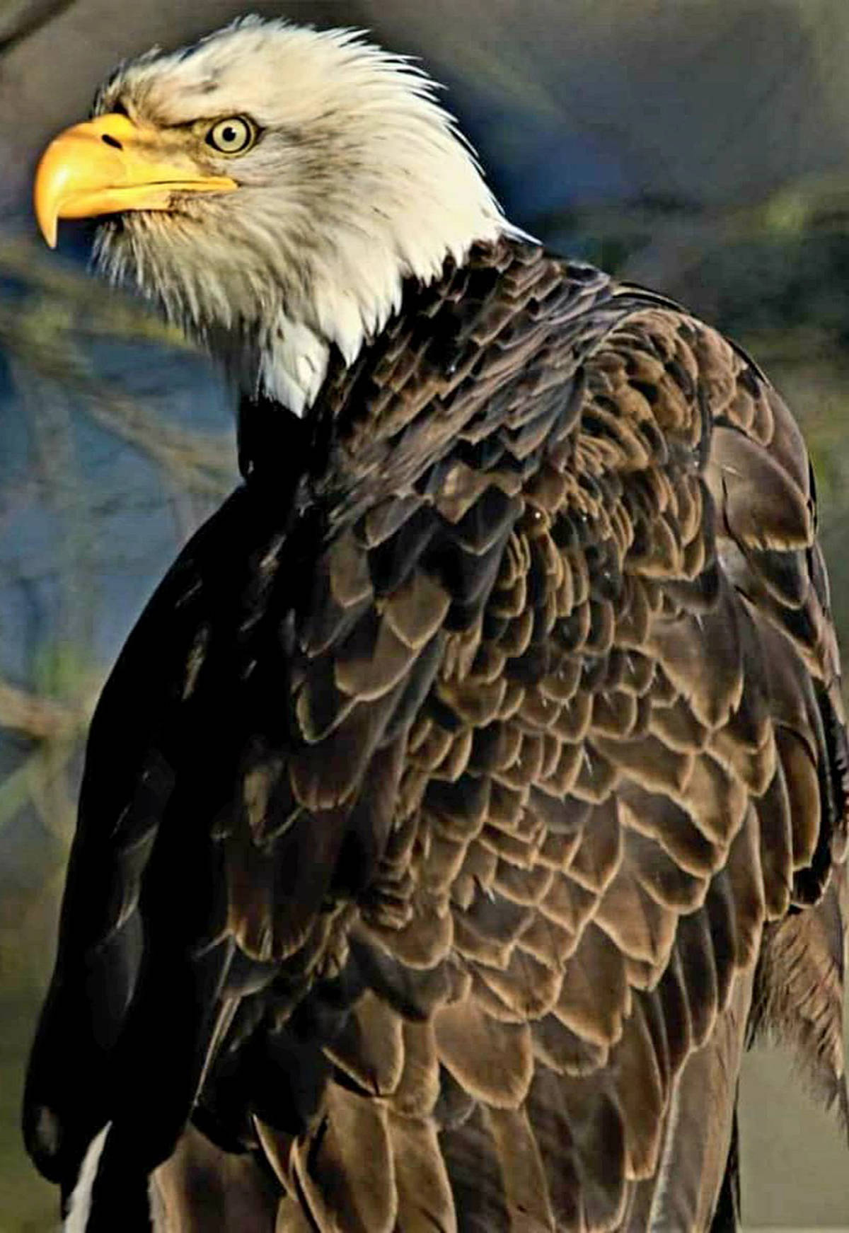 24573587_web1_210318-MRN-LENSBenzWildlife-Linda_4