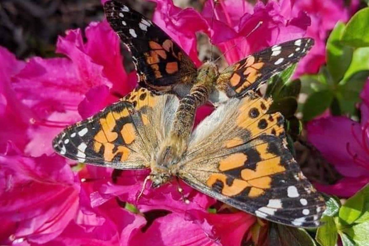 24786188_web1_210408-MRN-CF-butterfly-ranger-painted-lady_1
