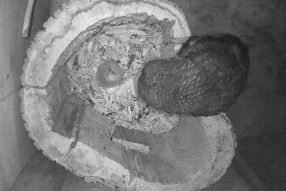 The Northern Spotted Owl Breeding Program welcomed a new chick in April 2021 after it was artificially incubated for 32 days while still in its egg, hand raised for a week and then returned to owl foster parents Sedin and Amore. Chick B is now settling in at the family nest, which the public can view live online. (Jasmine McCulligh/Special to Langley Advance Times)