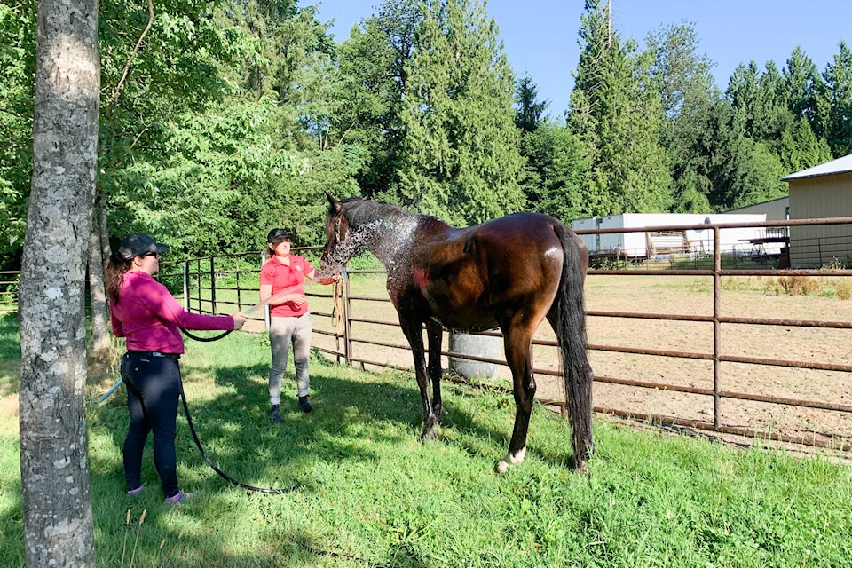 25711578_web1_210703-MRN-CF-horse-hosing-heat_2