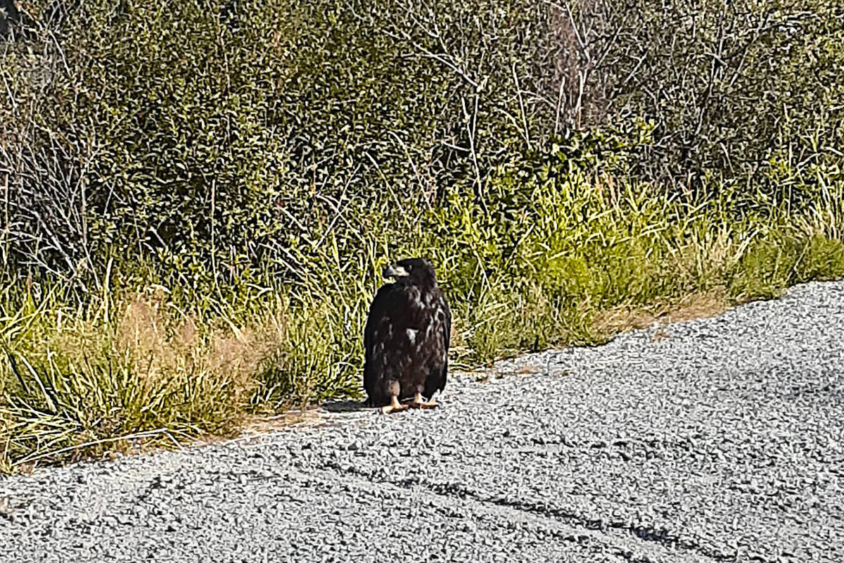 25838471_web1_210715-MRN-PK-Eagle.Rescue-BALDEAGLE_4