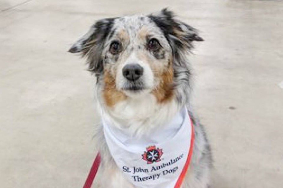 25948948_web1_210726-MRN-CF-therapy-dogs-Tillie_2