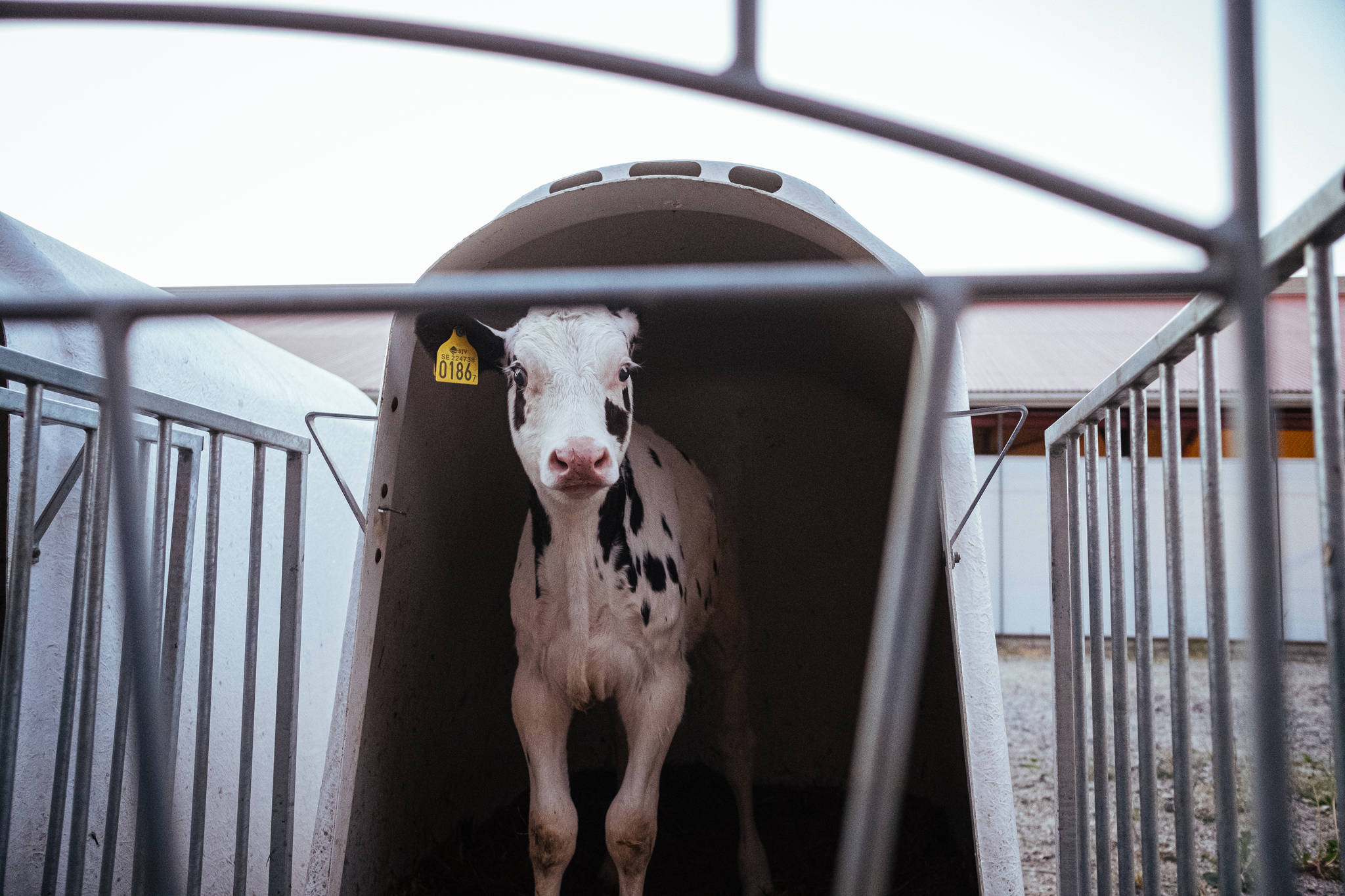Hutches for immature female dairy or veal calves. (Photo by: Clément Martz)