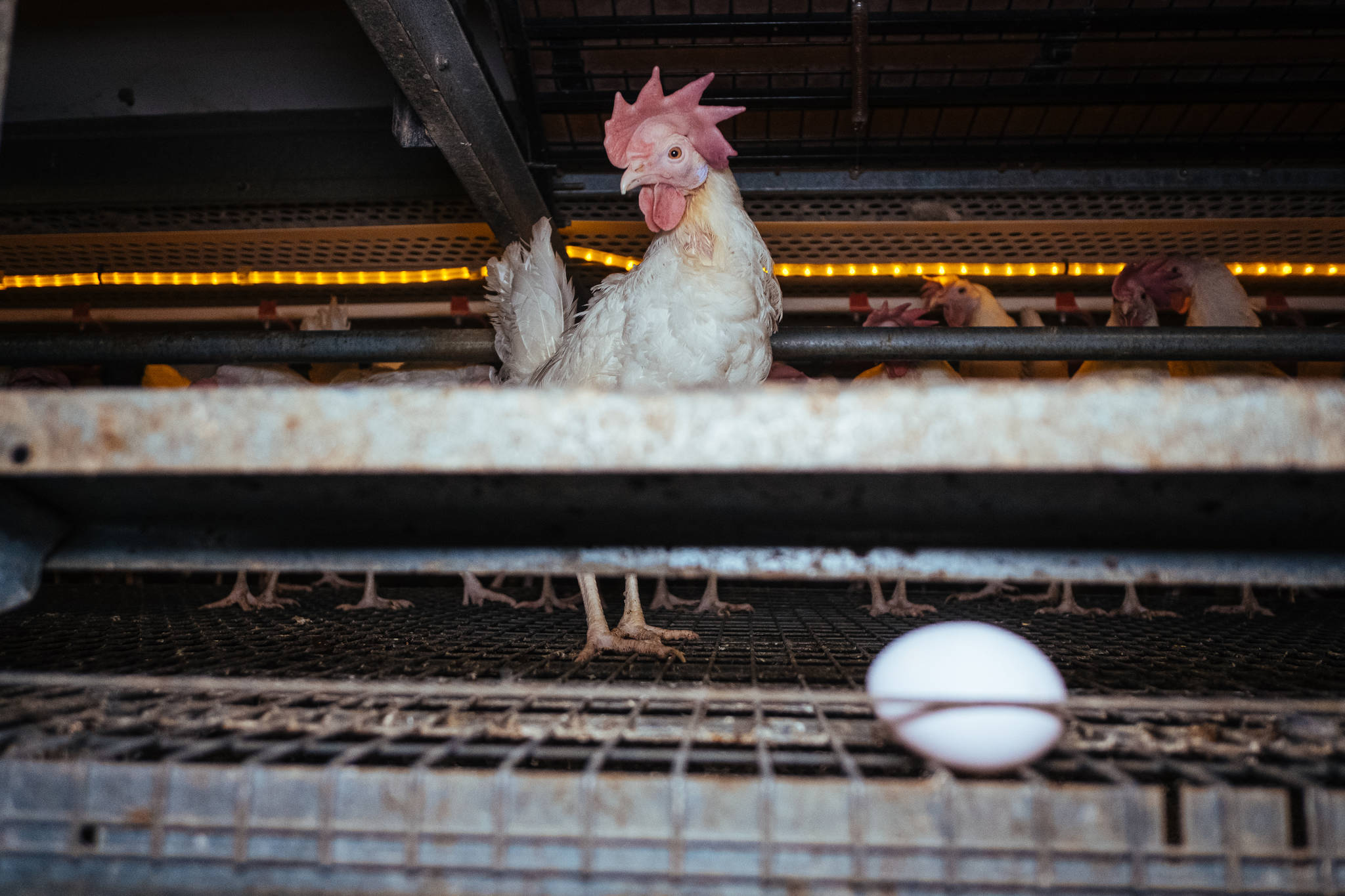 Egg laying chickens in a free-run barn. (Photo by: Clément Martz)