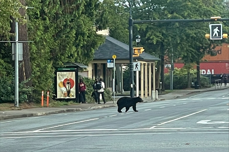 A young bear was seen strolling along Pitt Meadows streets in the morning hours of Wednesday. (Jason Haycock/Special to The News)