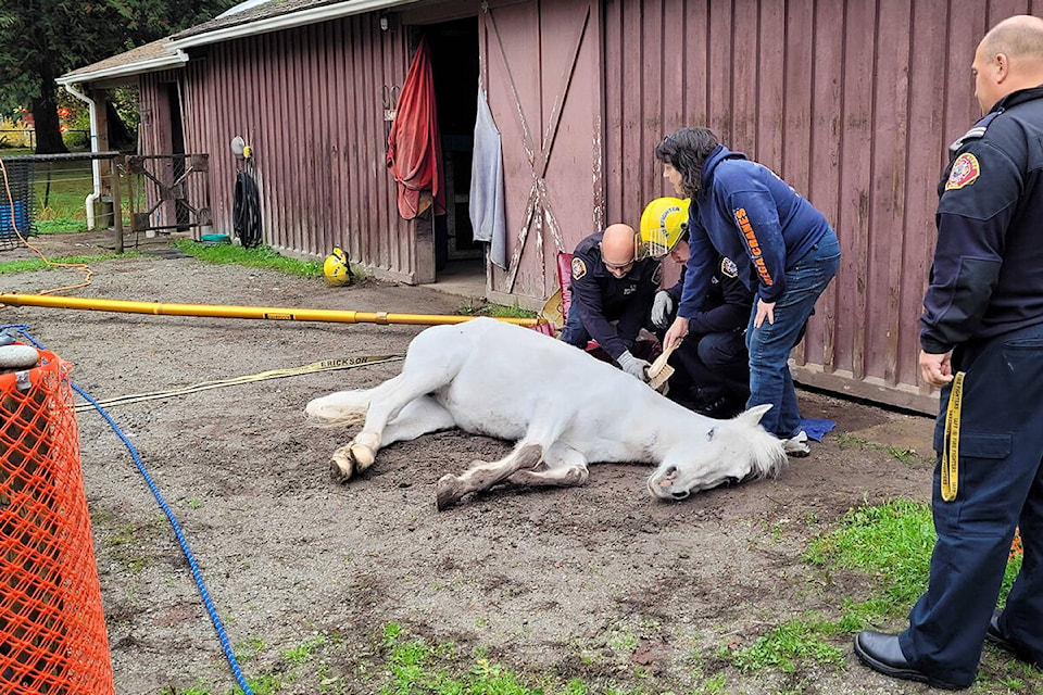 First responders attempting a horse rescue in Maple Ridge. (Neil Corbett/The NEWS)