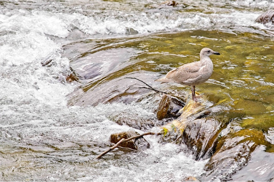 27315178_web1_211125-MRN-RH-LENSWhiteGull-Scott_2