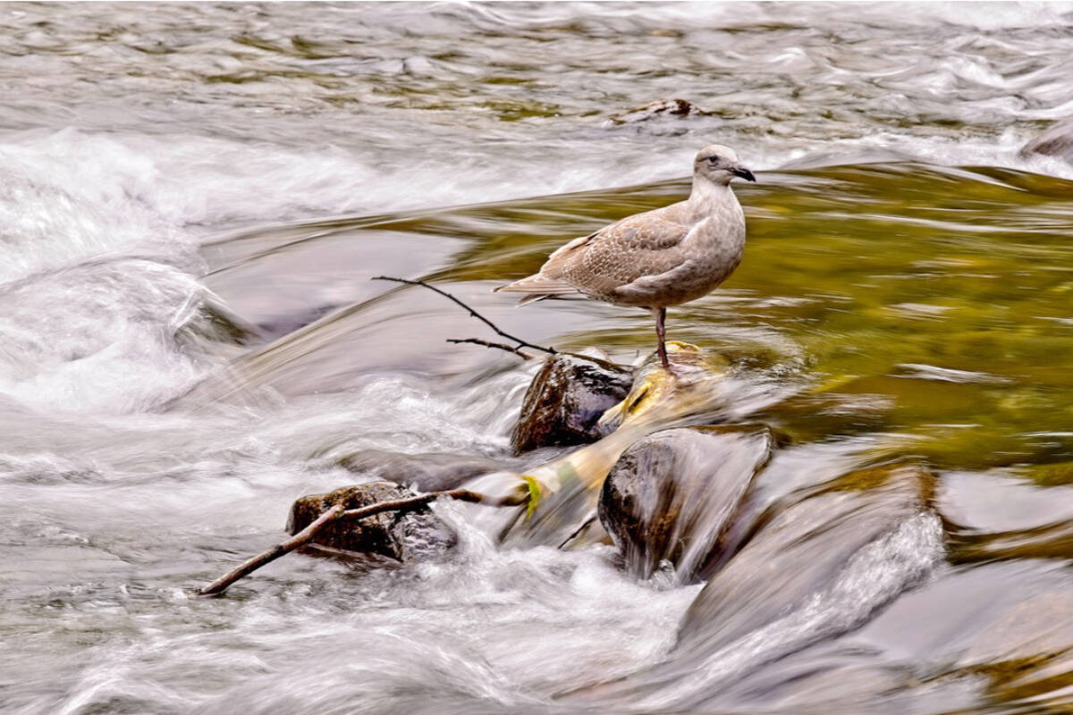 27315178_web1_copy_211125-MRN-RH-LENSWhiteGull-Scott_1