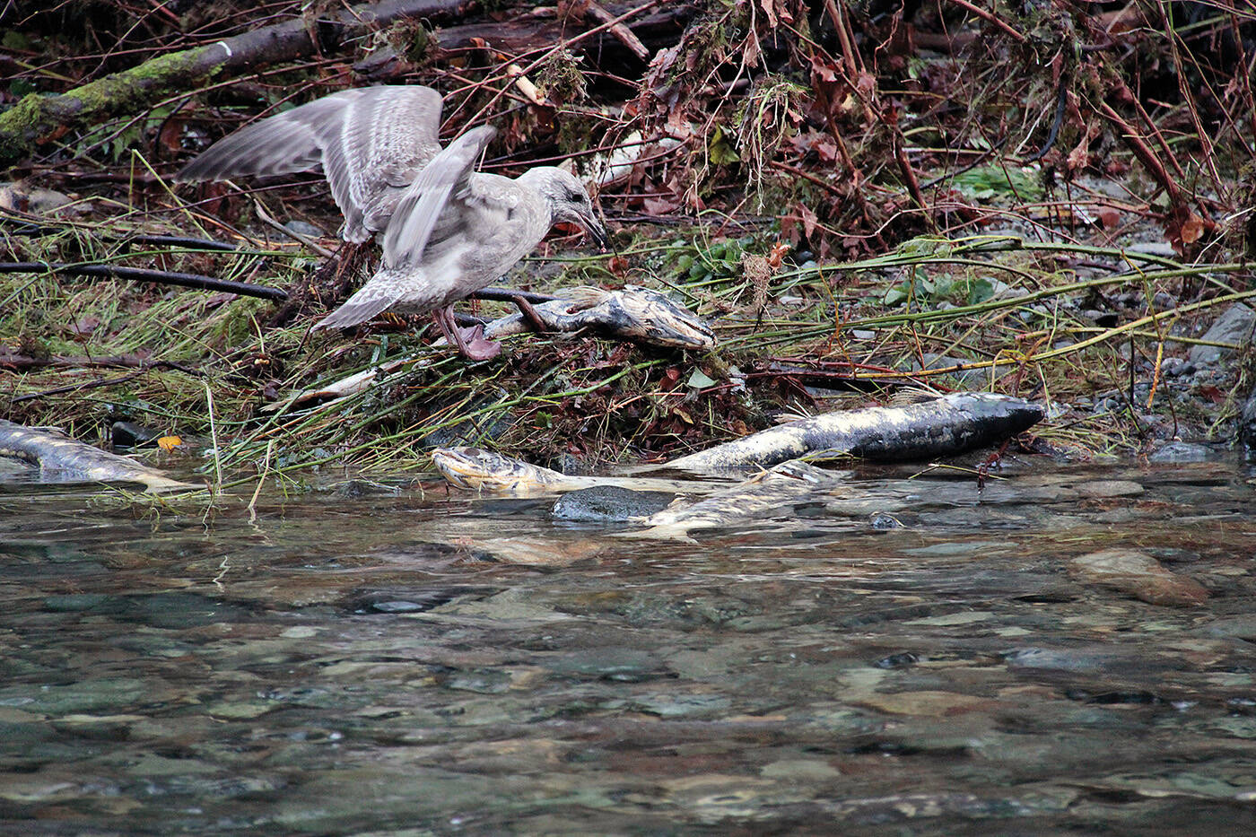 Goldstream Hatchery salmon program hit hard by ‘perfect storm’ Maple