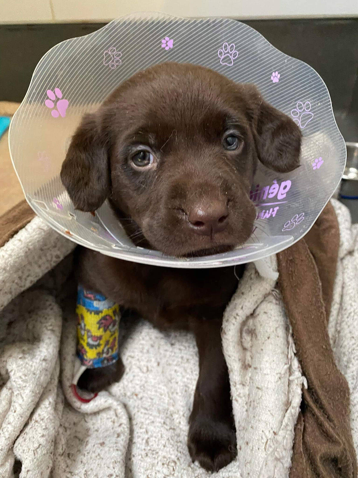 Bc sales spca puppies