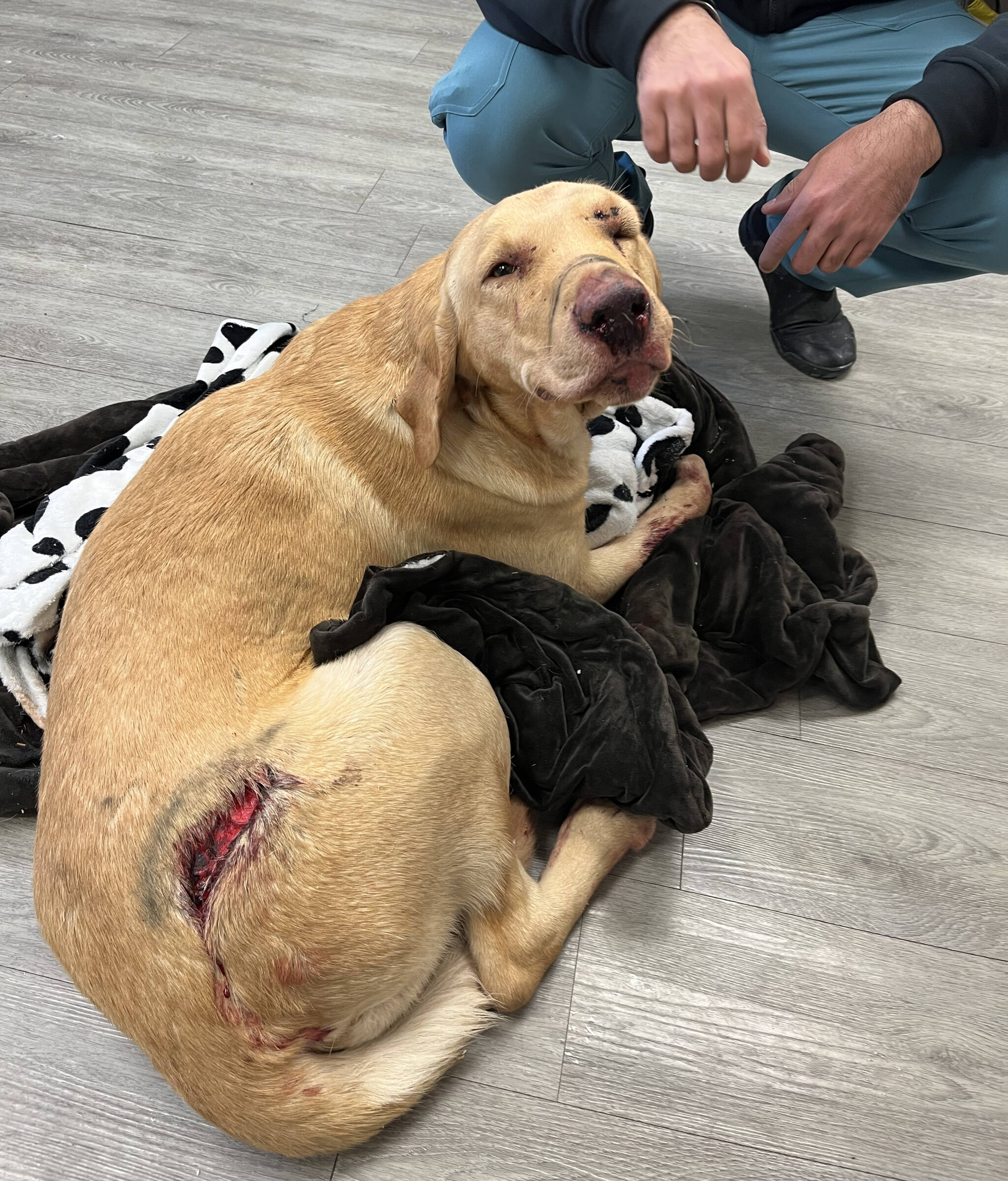 A sales golden lab