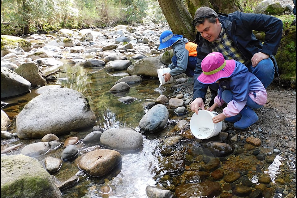 Releasing chum fry into Kanaka Creek at Goodbye Chums. (Ross Davies/Special to The News)