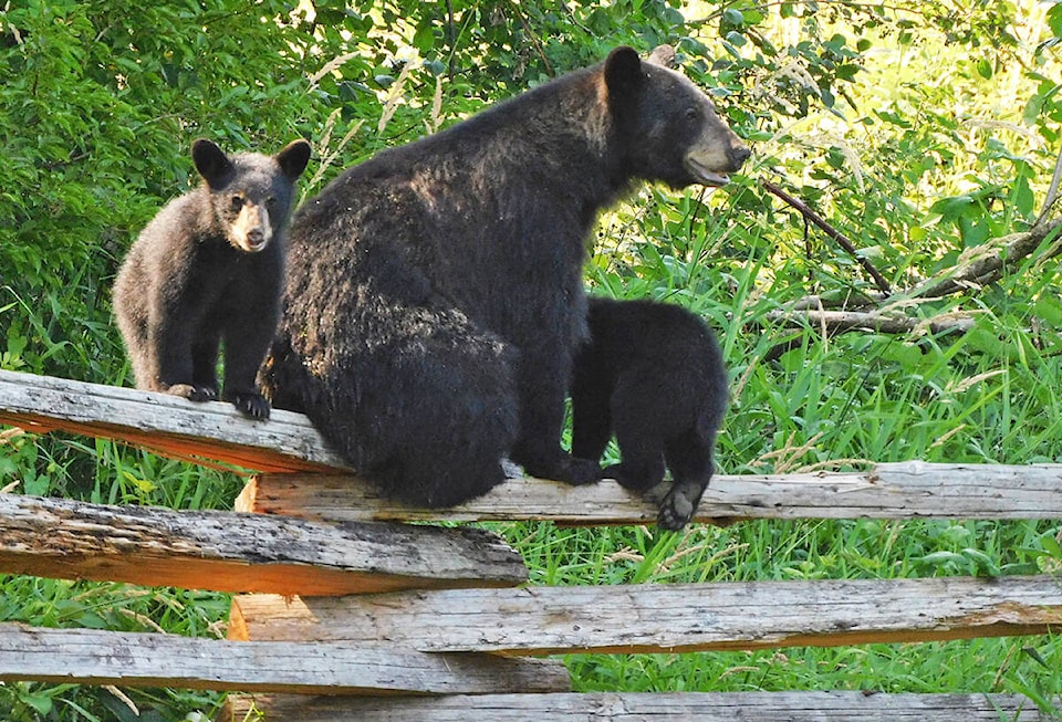 29188538_web1_220519-MRN-NC-bears-attractants-pic_1