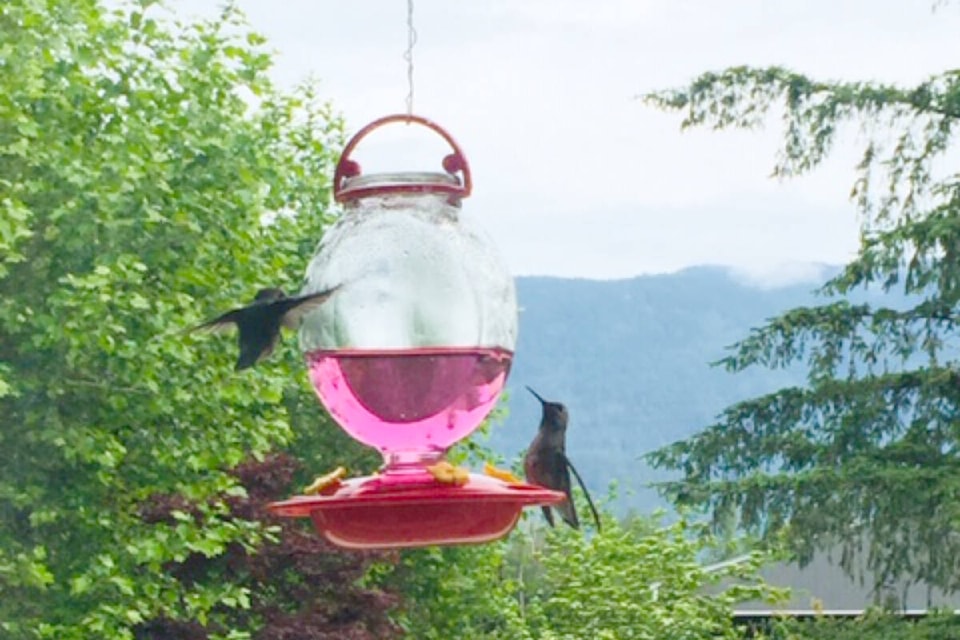 29485218_web1_220616-MRN-RH-LENSMurdenHummingbirds--Jim_1