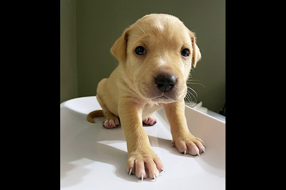 Spca labrador best sale puppies
