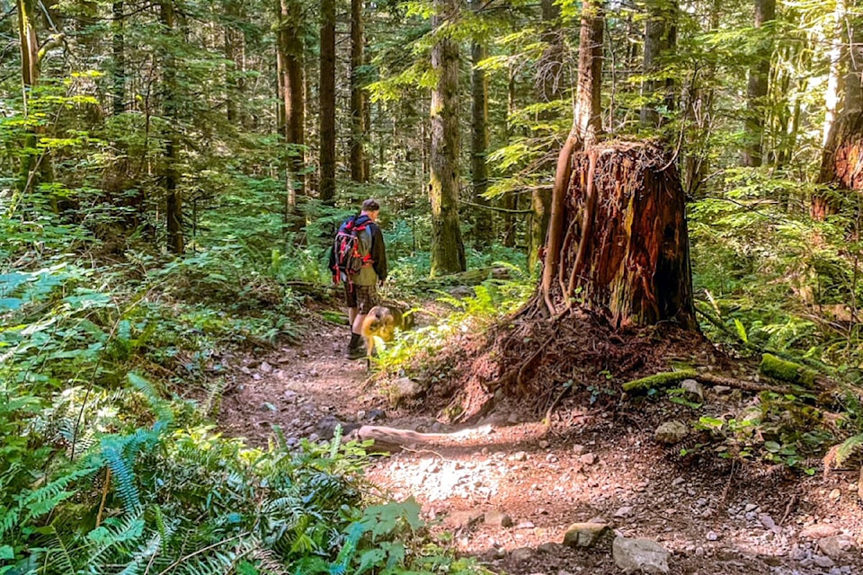 Avid outdoorsman Ron Paley of Maple Ridge once again ventures out with friends – two and four-legged – to explore Alouette Mountain today. He and his friends Chris and Luna hiked several trails during a two-hour, seven-kilometre journey. (Special to The News)