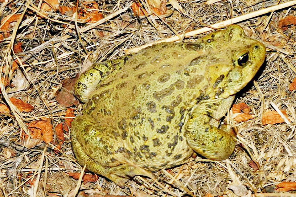 29995424_web1_220805-MRN-CF-Pondering-amphibians_1