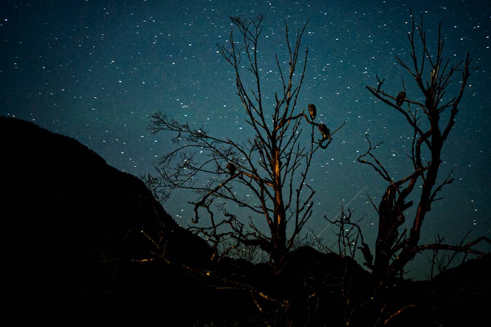 Dr. Adrian Walton sent in this photo of herons at night just south of Pitt Lake.