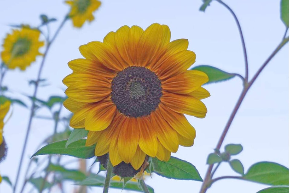 Local sunflowers caught the eye of Hazel May