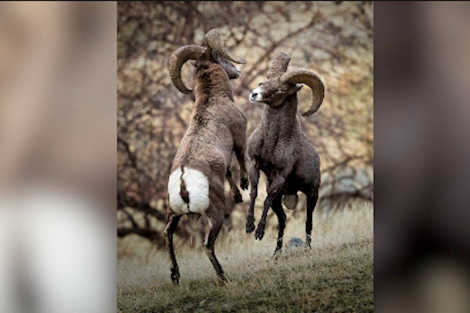 Bruce Turnbull - “Bighorns in battle”