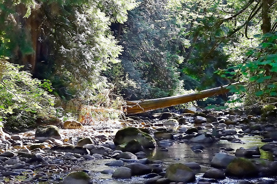 Since the fall rains started, local environmentalist groups have reporting some strong local salmon returns. Maple Ridge’s Colin Pearson recently captured the run near the fish hatchery in Kanaka Creek Regional Park. (Special to The News)