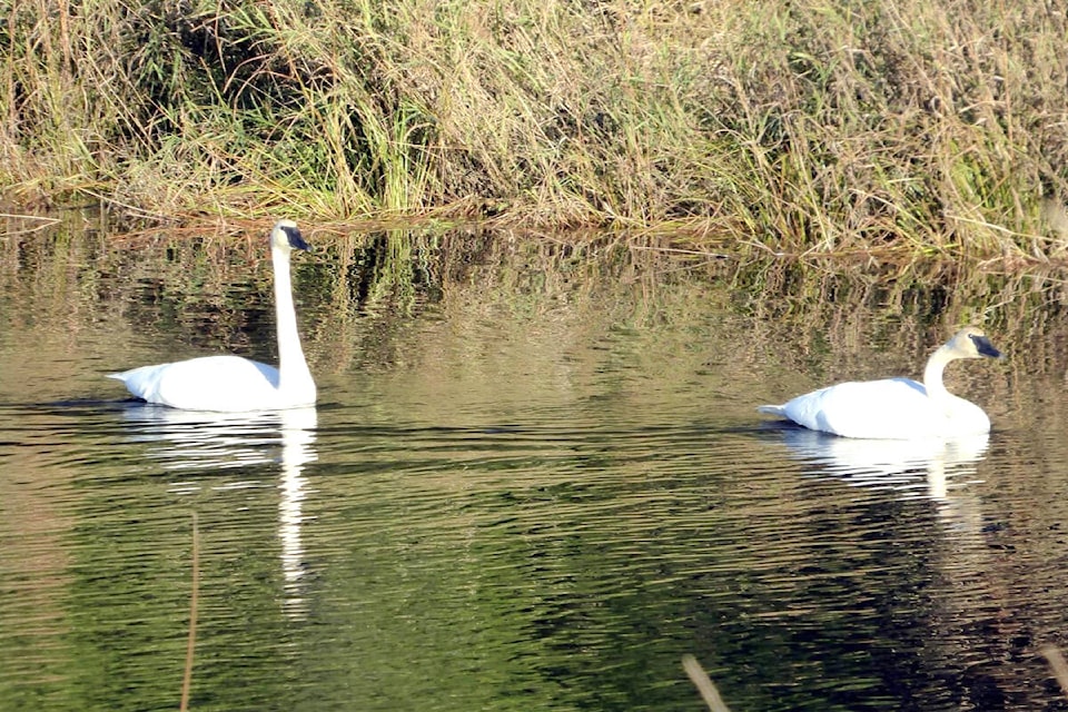 Maple Ridge’s Doug Cook shared a few photos he took recently in Pitt Meadows. This is a pair of trumpeter swans he spotted while walking the Homilk’um Marsh Loop Trail in the Pitt Polder Ecological Reserve. (Special to The News)