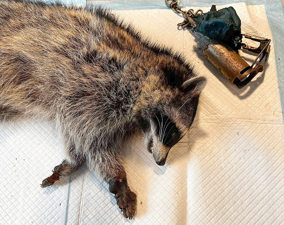 31610247_web1_230118-MRN-NC-raccoon-trapped-pics_2