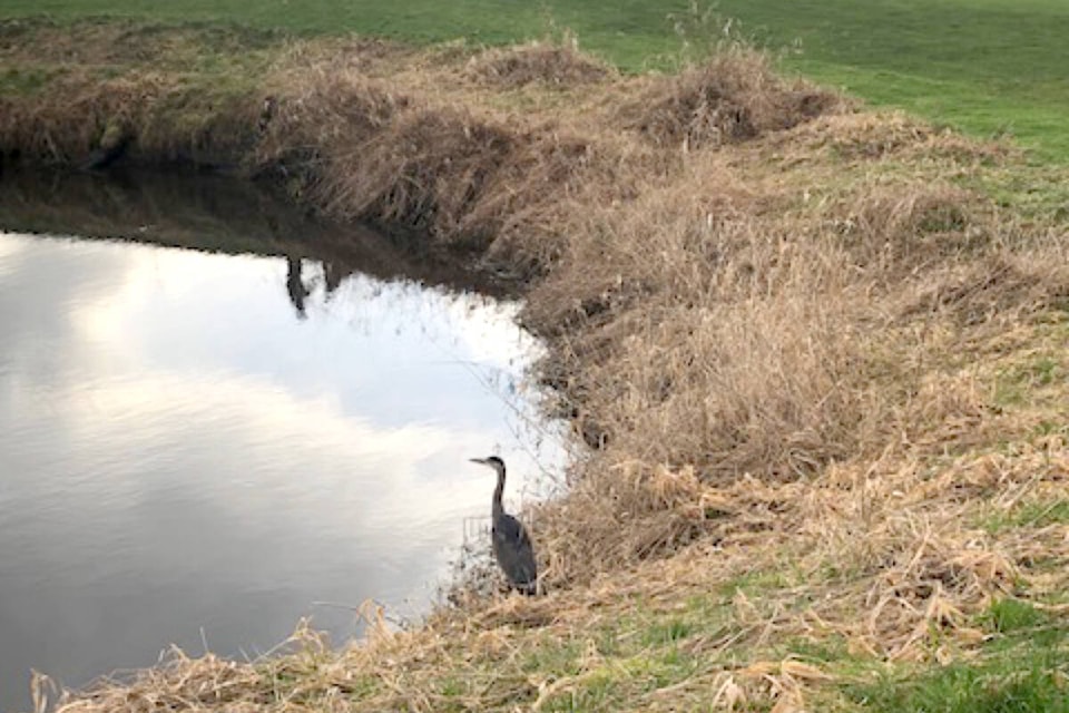 Maple Ridge’s Shawn Johnson recently hit the links in Pitt Polder, and realized there were others admiring the beautiful winter scenery than fellow golfers. “Captured this beautiful heron while golfing at Swan e Set,” he shared. (Special to The News)