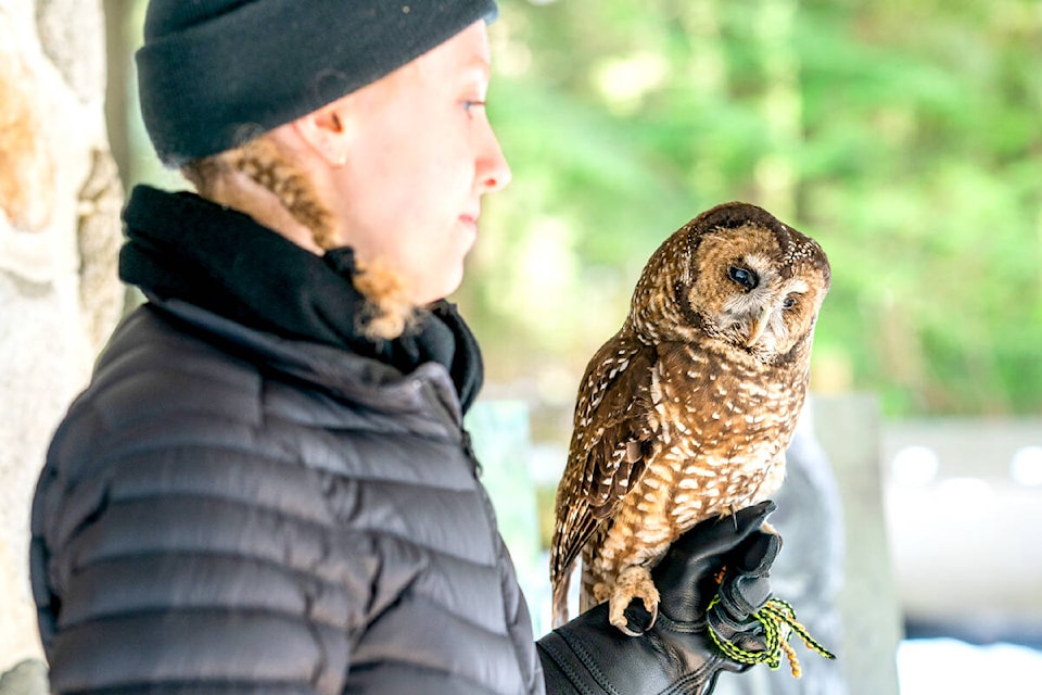 Participants of the Wake up from Winter event on March 5 got to see wildlife presentations by the Northern Spotted Owls Breeding Program. (Anya Chibis - ARMS/Special to The News)