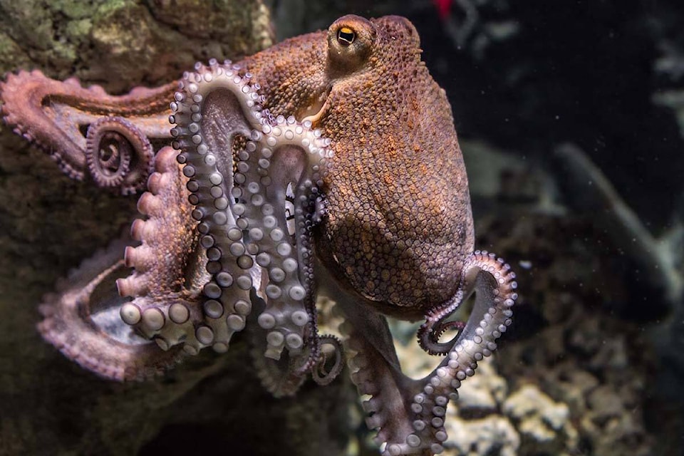 32220713_web1_230323-BPD-OctopusFarms-Petition_1