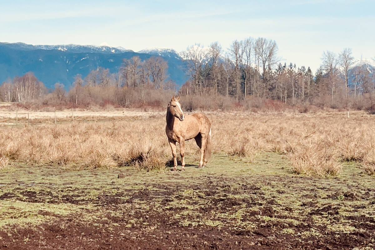 SHARE: Missy just part of the local scenery - Maple Ridge-Pitt Meadows News