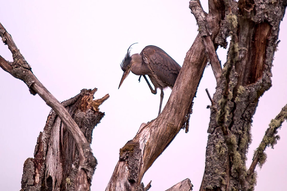 Coquitlam’s Robb Berezan spent some time with a camera on Pitt Lake earlier this week, walking away with some stunning pictures of wild bird who call the polder home, including cranes, herons, and osprey. (Special to The News)