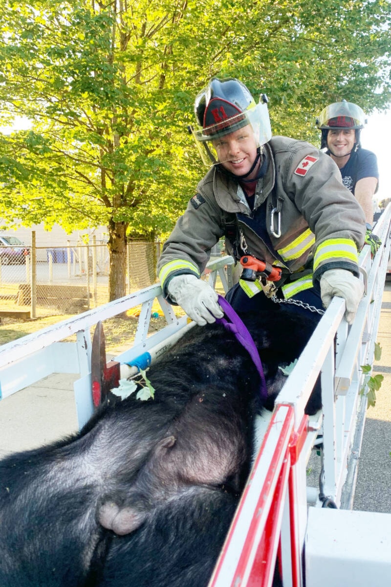 32952690_web1_230607-MRN-CF-bear-tranquilized-Pitt-Meadows_2