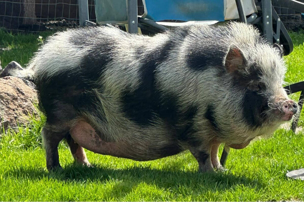 Pig settles in to new home after being rescued from B.C. rest stop Maple RidgePitt Meadows News