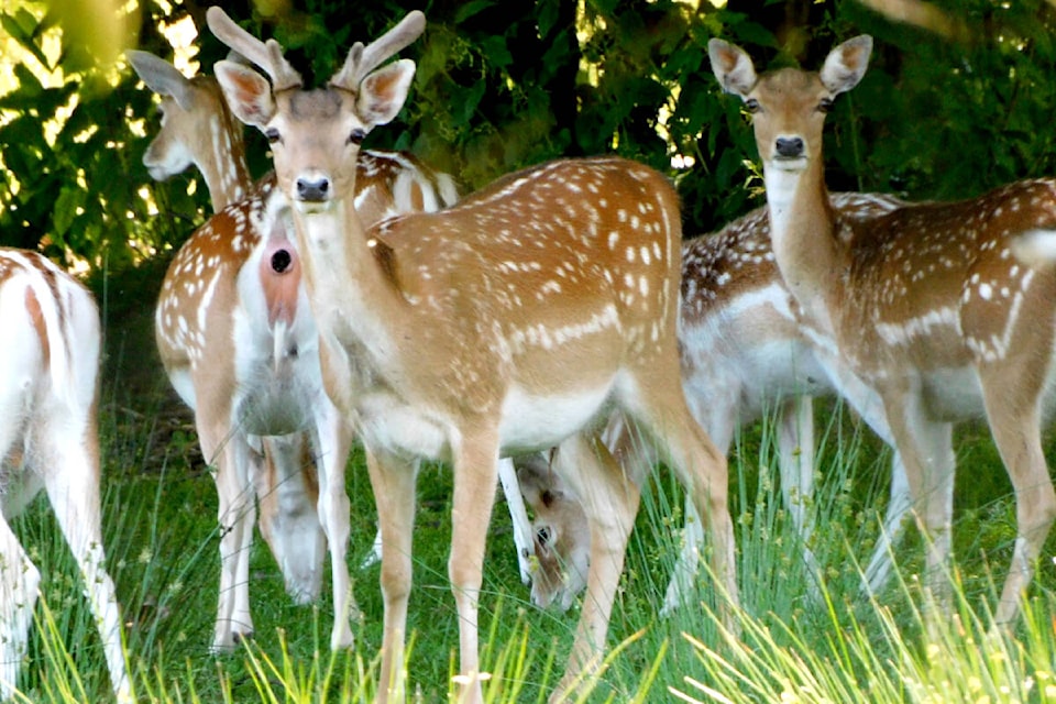 During the past month alone, wildlife enthusiast and local environmentalist Ross Davies has spotted literally dozens of different types of wild animals in and around the community, from birds and bears, to frogs and deer, and much more. (Special to The News)