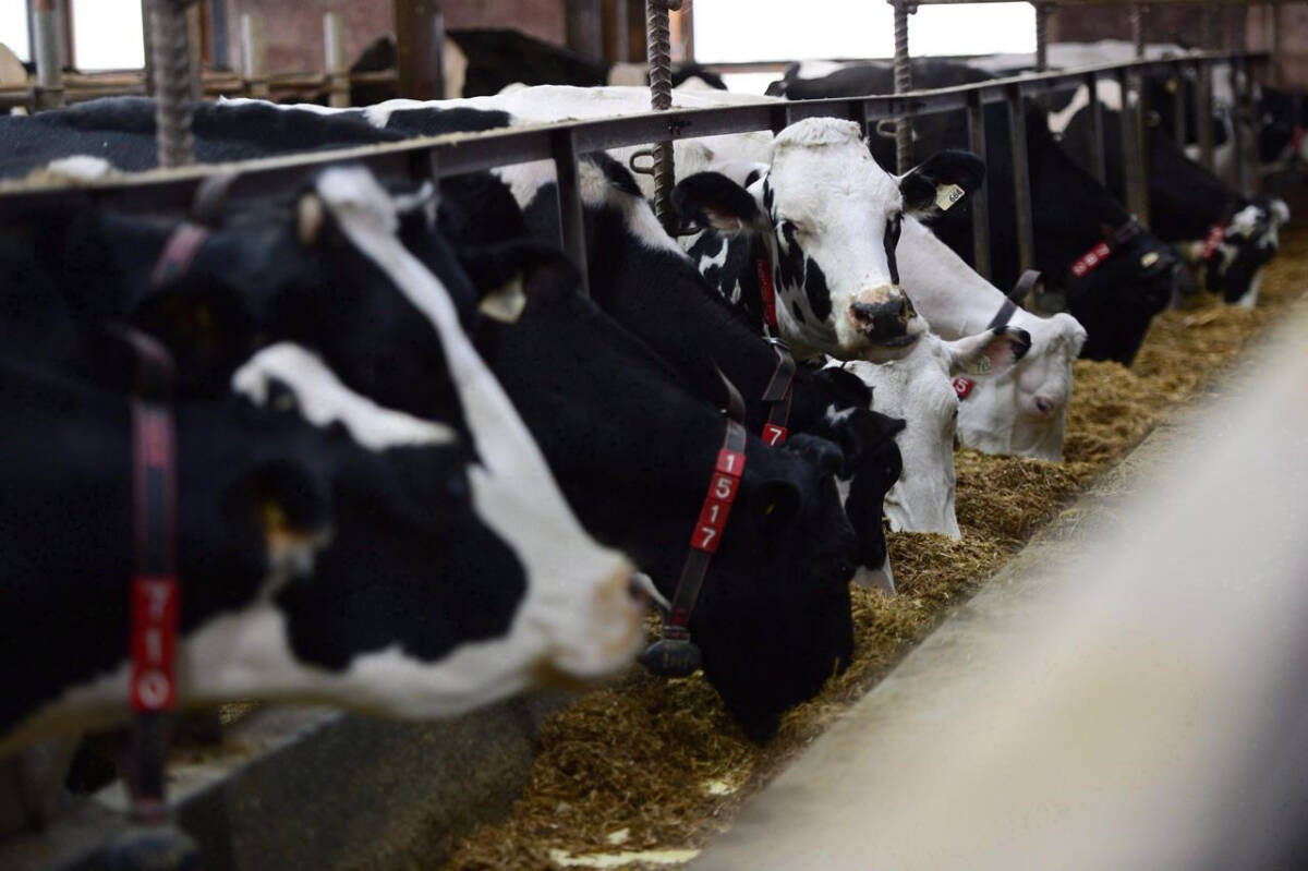 New farm feed and supply store to fill void left by Pitt Meadows