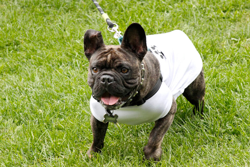 Dozens of people and their dogs came down to participate in the Downtown Maple Ridge Business Improvement Association’s Pet Fest event in Memorial Peace Park on July 29. (Brandon Tucker/The News)