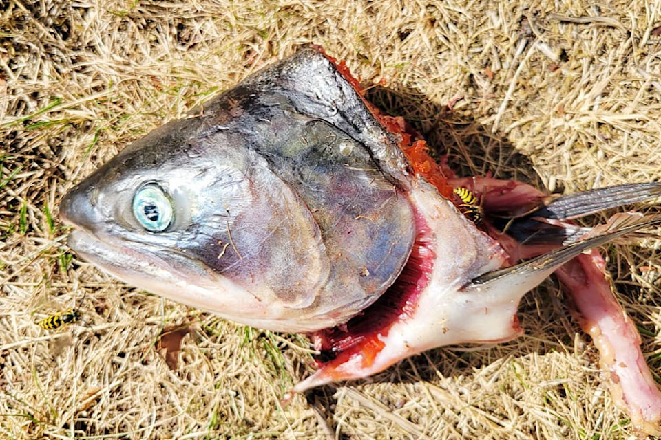 33489266_web1_230802-MRN-CF-salmon-poaching-sockeye_1