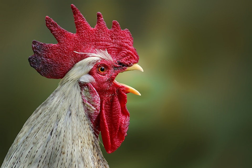 chickensavianflue
