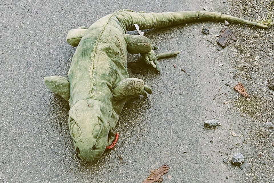 iguana